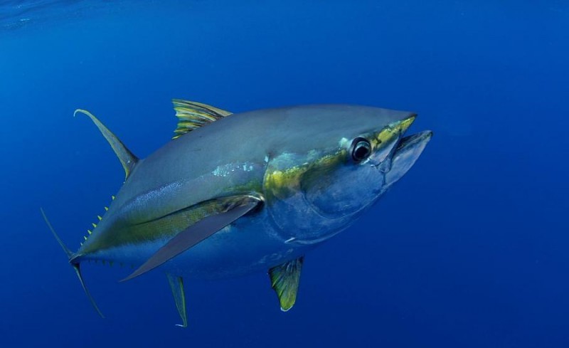 Yellowfin Tuna, Sal, Cabo Verde