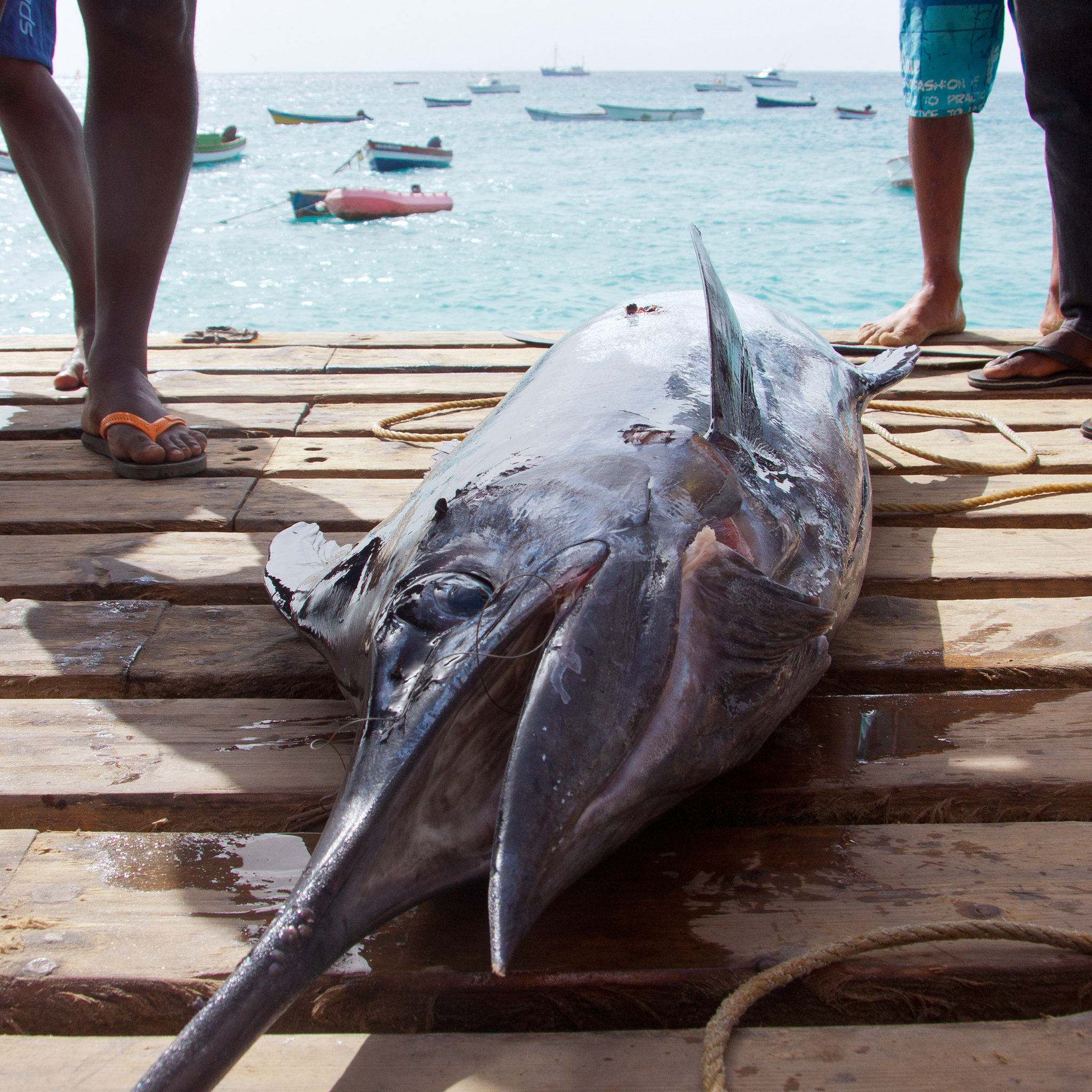 Hunt Black Marlin like a pro with Apnea Boom at Sal, Cabo Verde