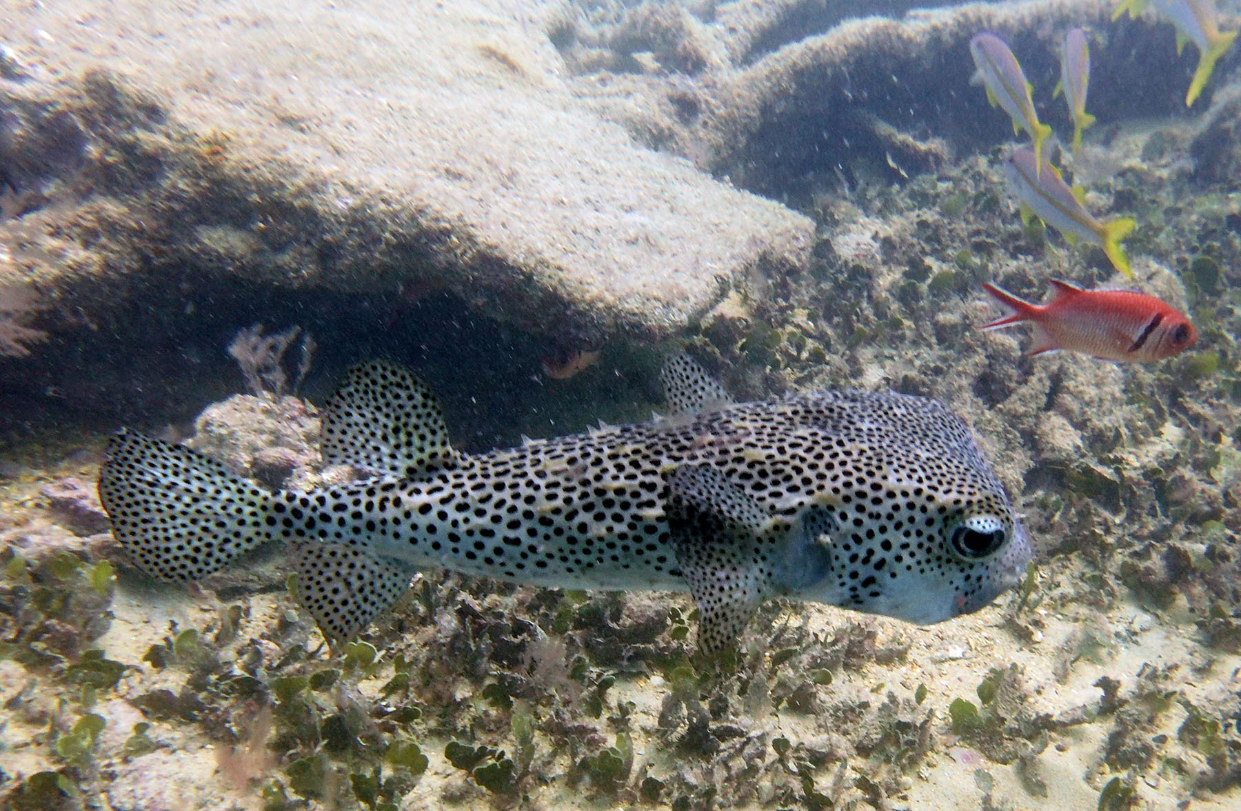 Close Encounters with Marine Life