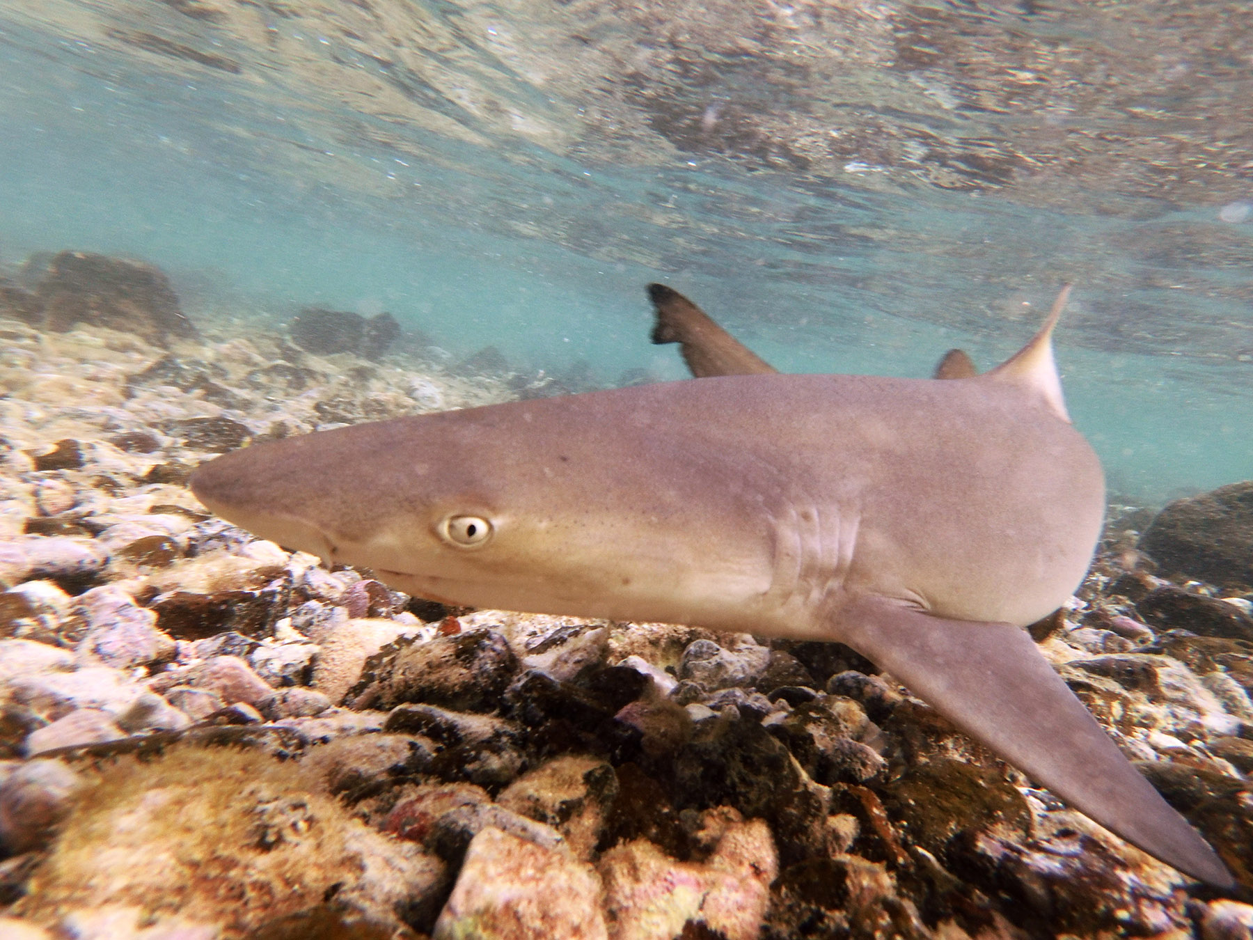 Explore how freediving fosters a profound connection with the natural world