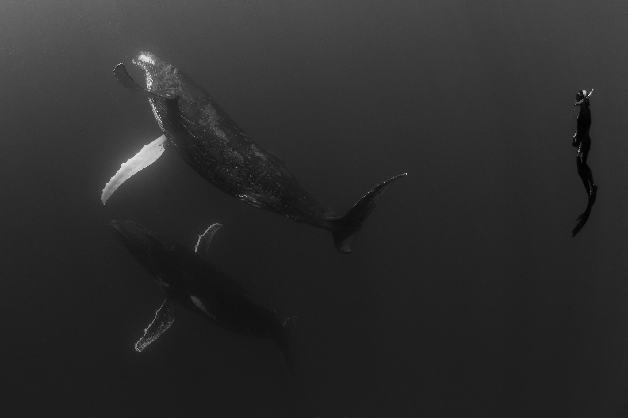 Humpback Whale and diver