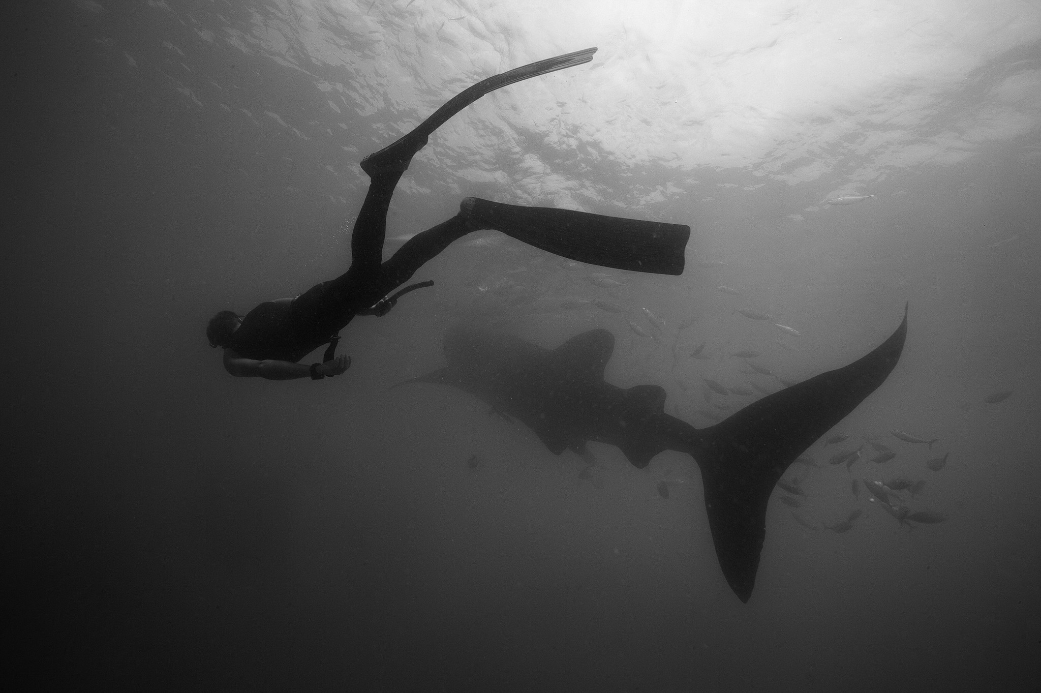 Things to do when you see sharks underwater